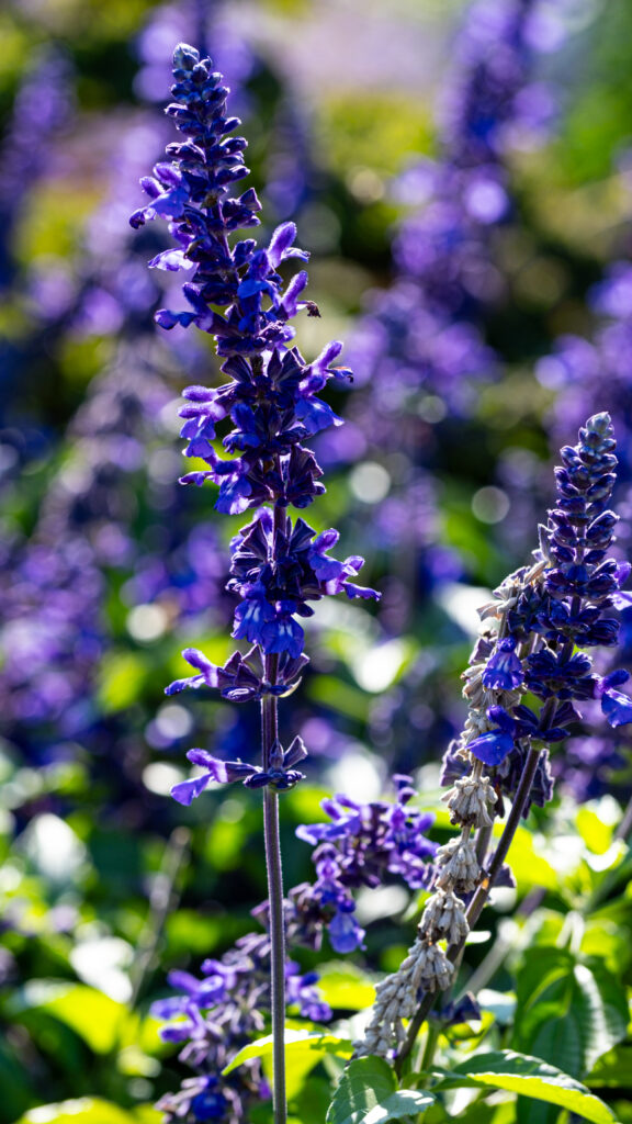 Vibrant Blue Salvia Flowers: Close-Up Wallpaper with Blurred Green Background