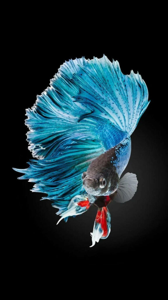 Vibrant Blue Siamese Fighting Fish Wallpaper - Striking Aquatic Background