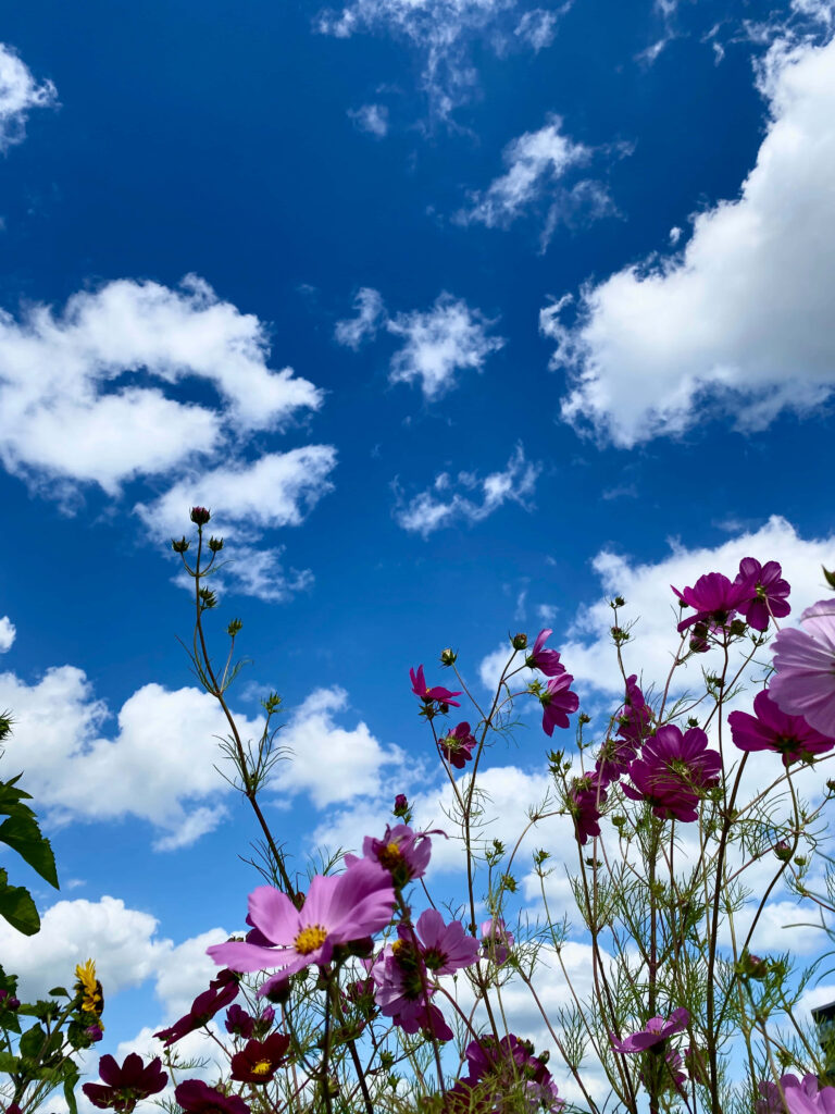 Vibrant Blue Sky Wallpaper with Wildflowers: Colorful Nature Scene