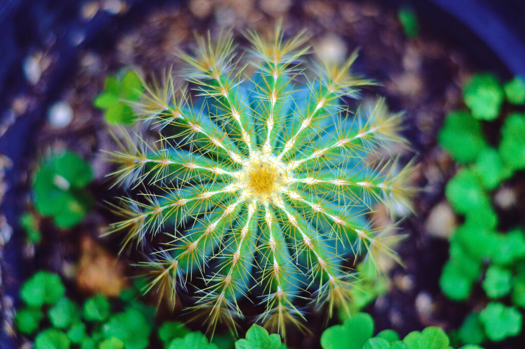 Close up of small round cactus with vibrant blue spines and soft green foliage background wallpaper