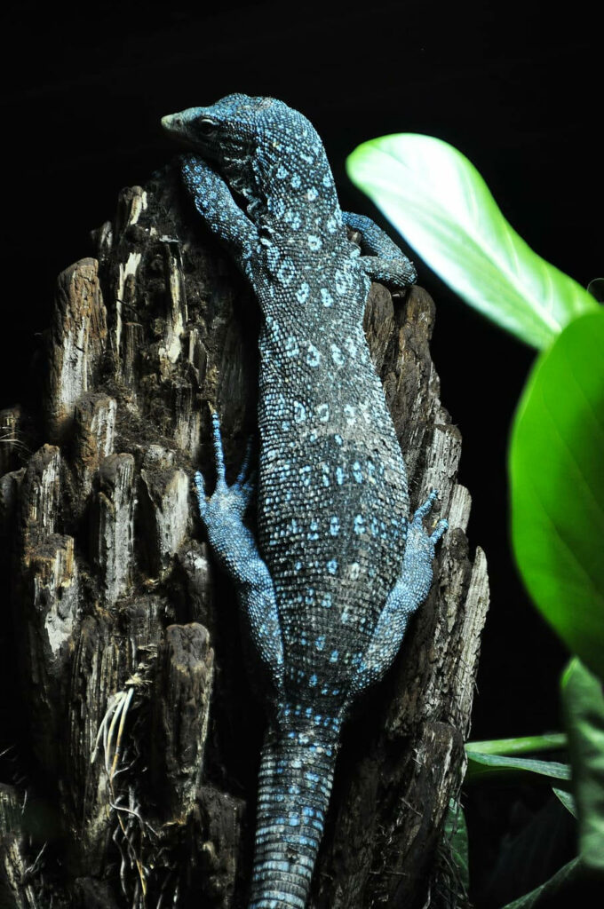Blue Spotted Tree Monitor Lizard Wallpaper - Vibrant Nature Background