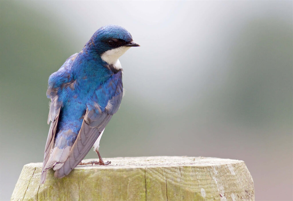Vibrant Blue Swallow Perched on Wooden Post - Elegant Natural Charm Wallpaper