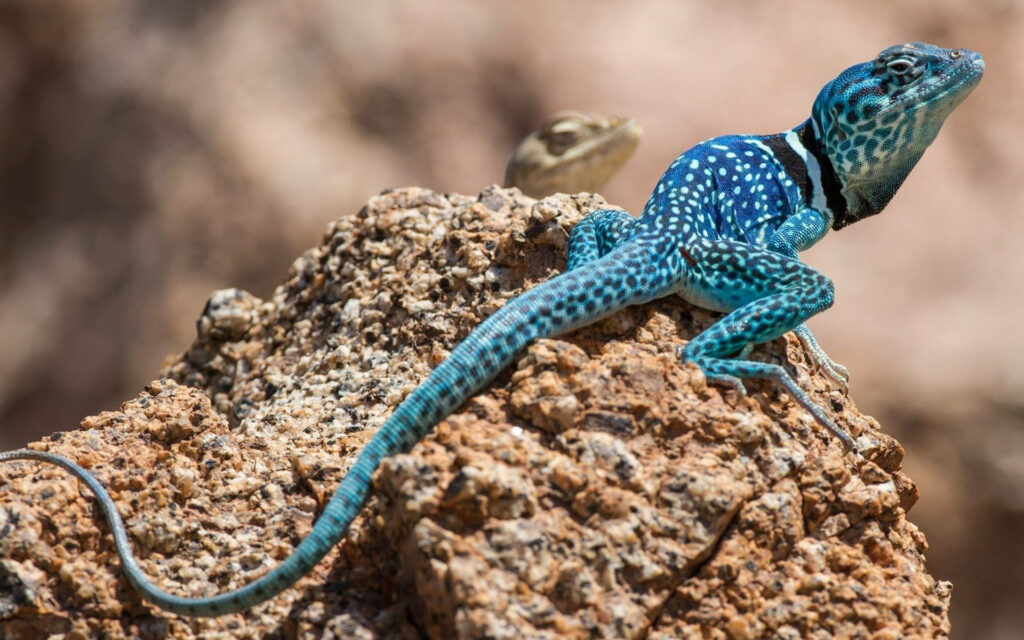 Vibrant Blue Tiburon Collared Lizard Wallpaper on Rocky Surface