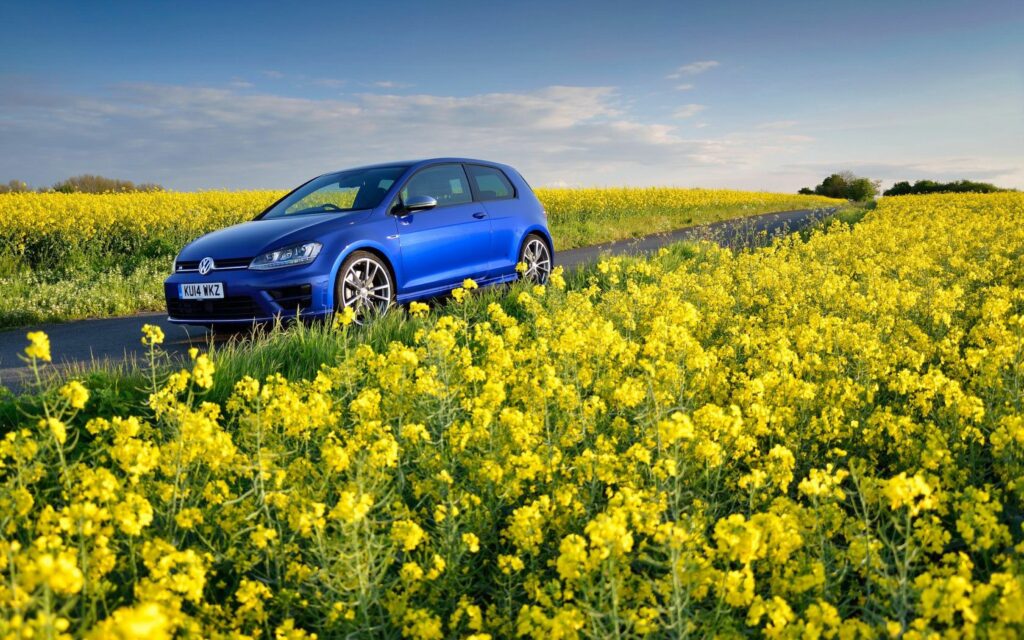 Vibrant Blue VW Golf R MK7 Amidst Yellow Flowers - Scenic Wallpaper
