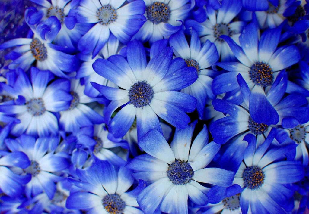 Vibrant Blue & White Flower Wallpaper Against Muted Background