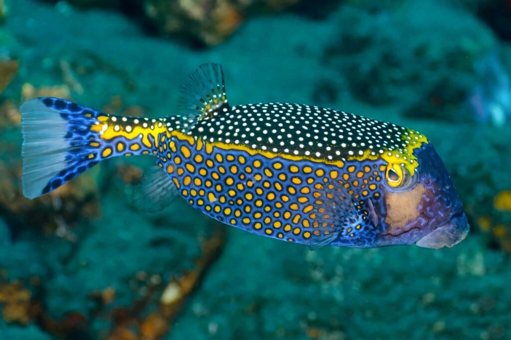 Vibrant blue and yellow polka-dotted boxfish swimming in deep teal tropical ocean background wallpaper