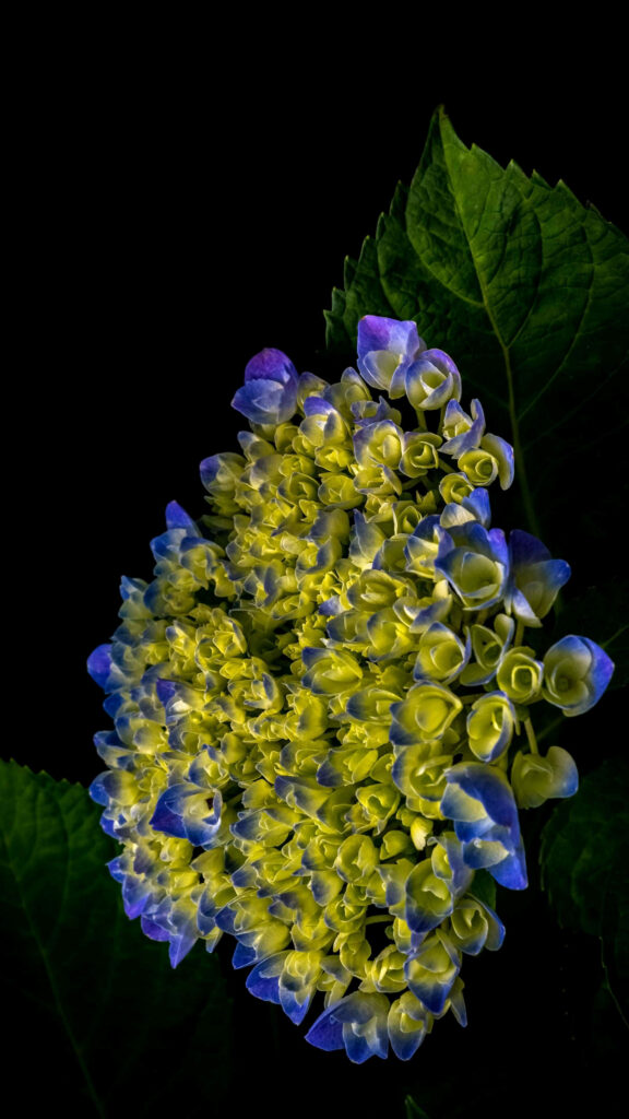 Vibrant Blue & Yellow Hydrangea Wallpaper - Striking Phone Background