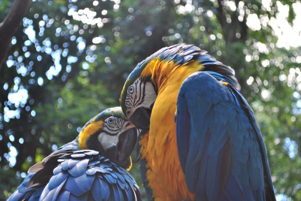Vibrant Blue and Yellow Macaws Amid Lush Greenery Wallpaper