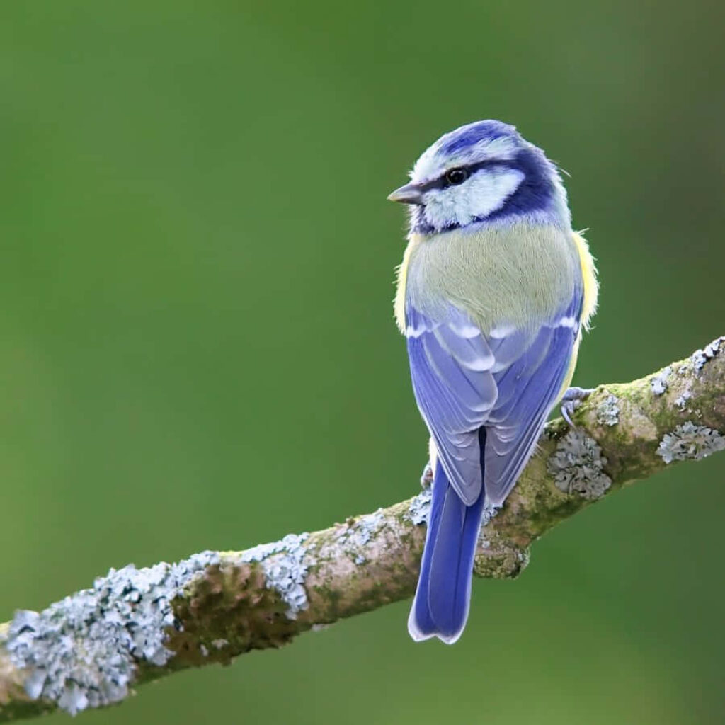 Vibrant Blue and Yellow Bird on Lichen Branch: Soft Green Background Wallpaper