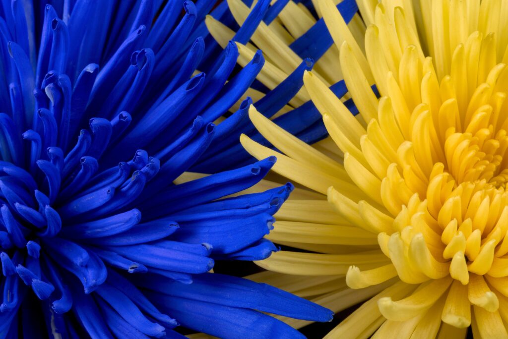 Vivid Blue and Yellow Flower Wallpaper Close-Up - Stunning Background
