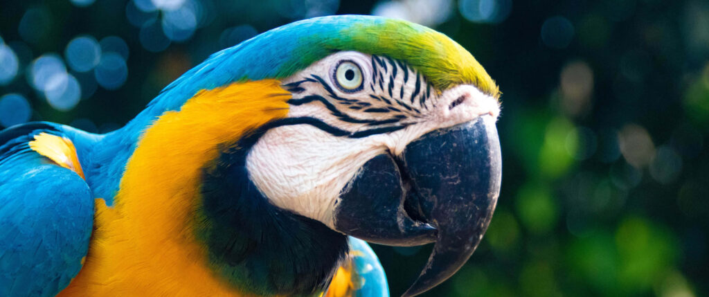 Vibrant Blue and Yellow Macaw Wallpaper for Widescreen Displays