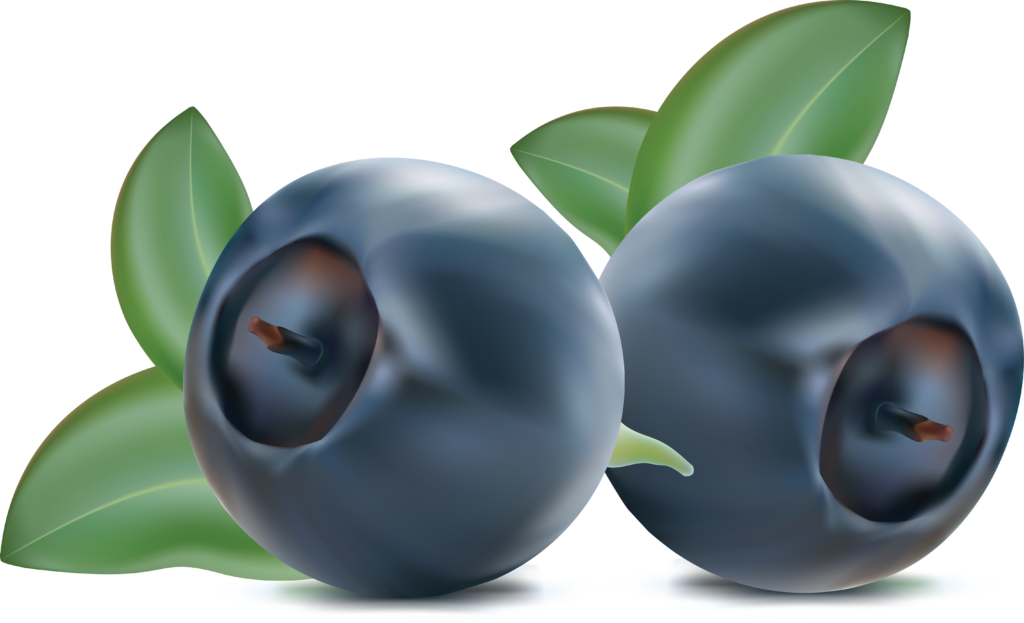 Vibrant Blueberry Illustration | Fresh, Realistic Wallpaper Background