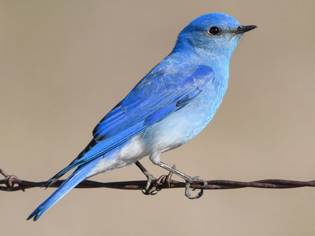 Vibrant Bluebird Perched on Tree Branch Against Serene Background Wallpaper