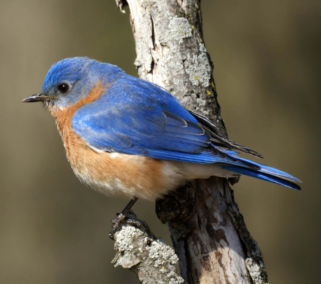 Vibrant Bluebird on Branch: Bright Plumage Against Soft Background Wallpaper