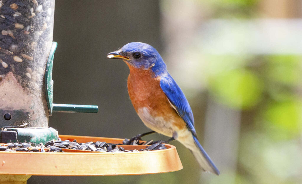 Vibrant Bluebird Wallpaper: Serene Nature Background Decor