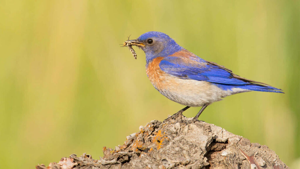 Vibrant Bluebird Wallpaper: Tranquil Nature with Colorful Feathers