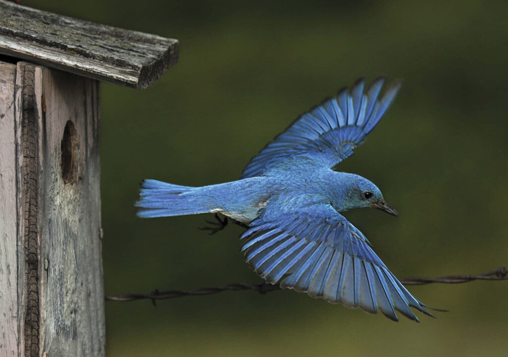 Vibrant Bluebird in Flight Near Rustic Birdhouse - Nature's Beauty Wallpaper