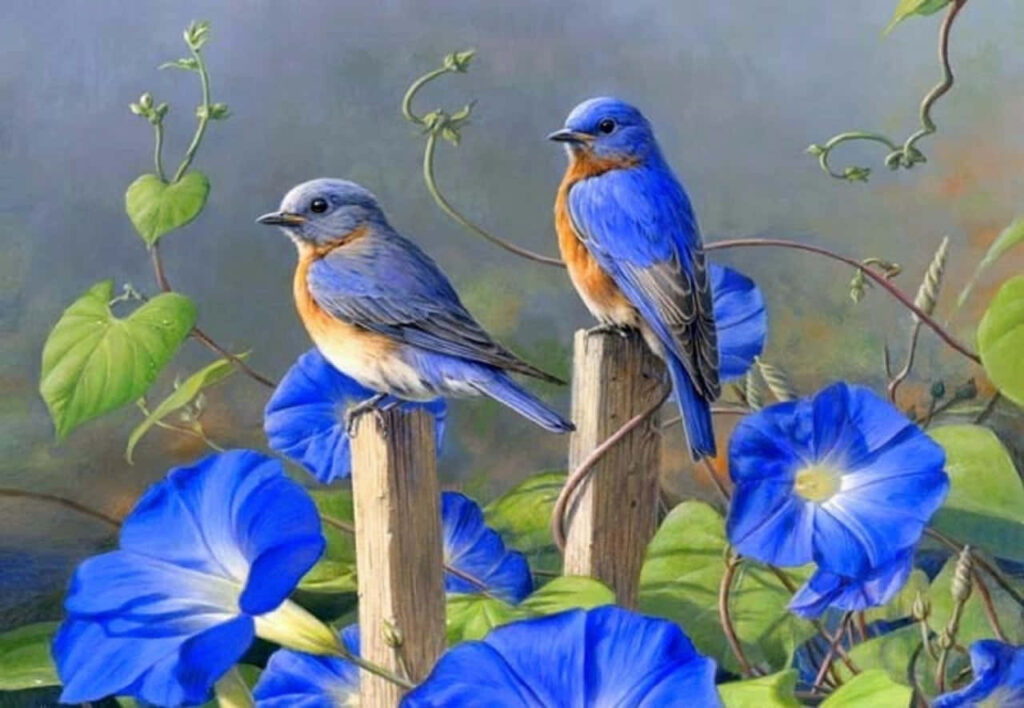 Vibrant Bluebirds on Rustic Fence with Morning Glories - Nature Background Wallpaper