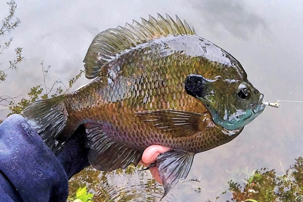 Fisherman holding vibrant bluegill fish above reflective water scenic fishing wallpaper background