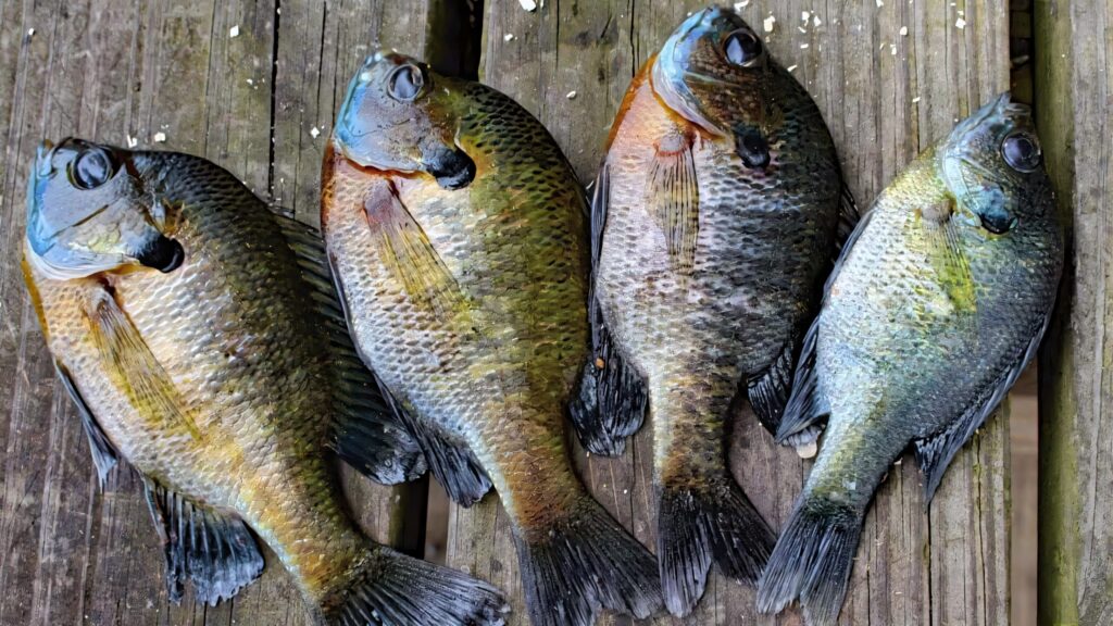 Freshly caught bluegill fish with shimmering scales on rustic wooden planks wallpaper background