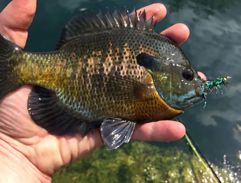 Vibrant bluegill fish caught with colorful fly fishing lure above clear freshwater background Wallpaper