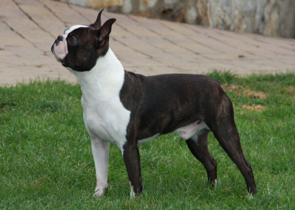 Alert Boston Terrier on Grass: Lively Spotted Coat Wallpaper