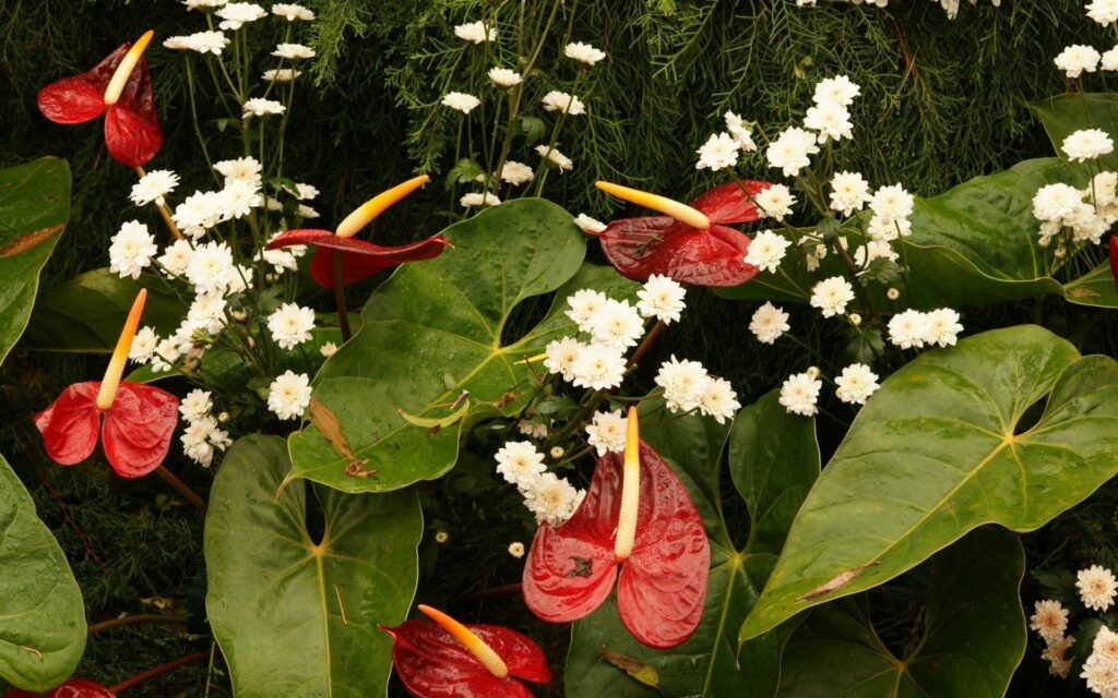 Lush Botanical Wallpaper: Vibrant Anthuriums & Chrysanthemums