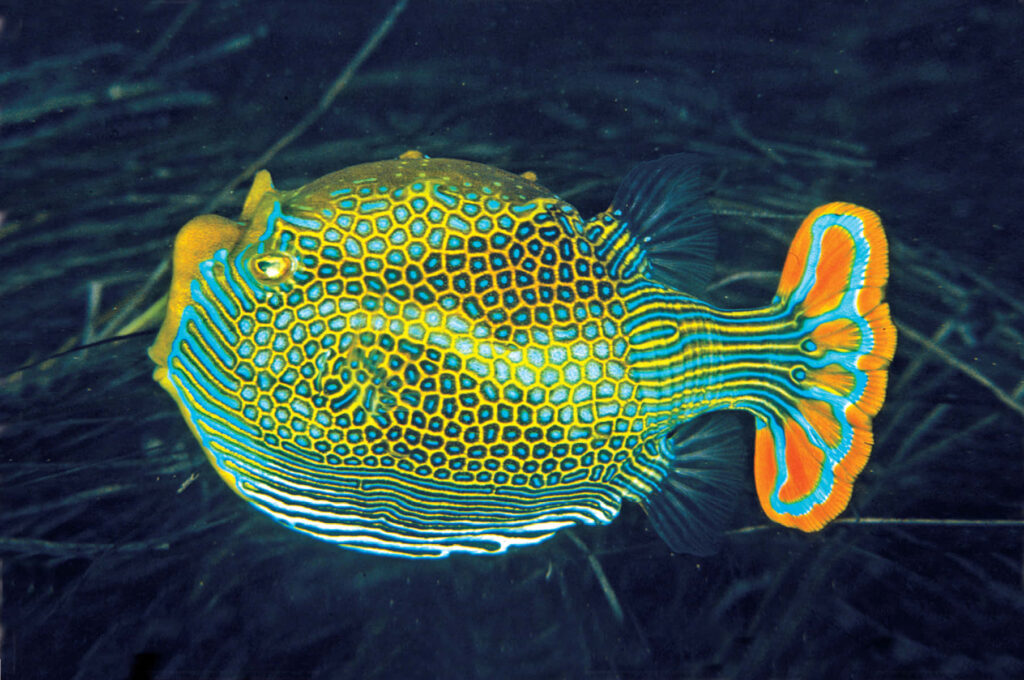Vibrant boxfish with blue orange yellow patterns underwater high-definition wallpaper background