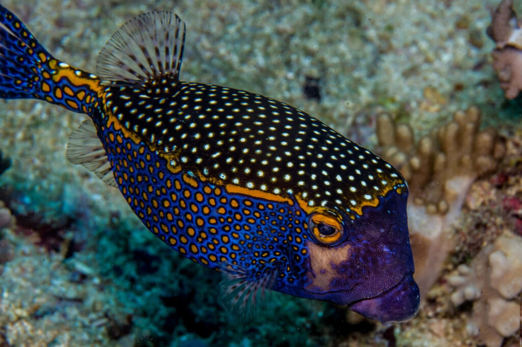 Vibrant boxfish with blue yellow orange patterns swimming over sandy seabed underwater wallpaper background