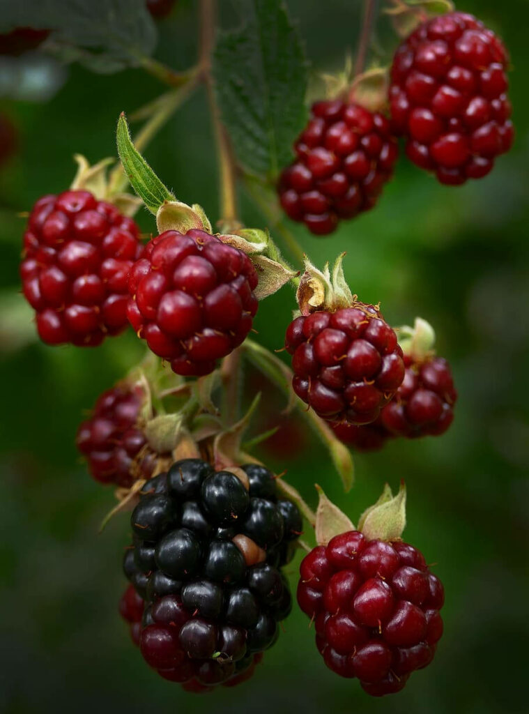 Close-up vibrant boysenberry wallpaper with ripe red and purple berries on green twigs background