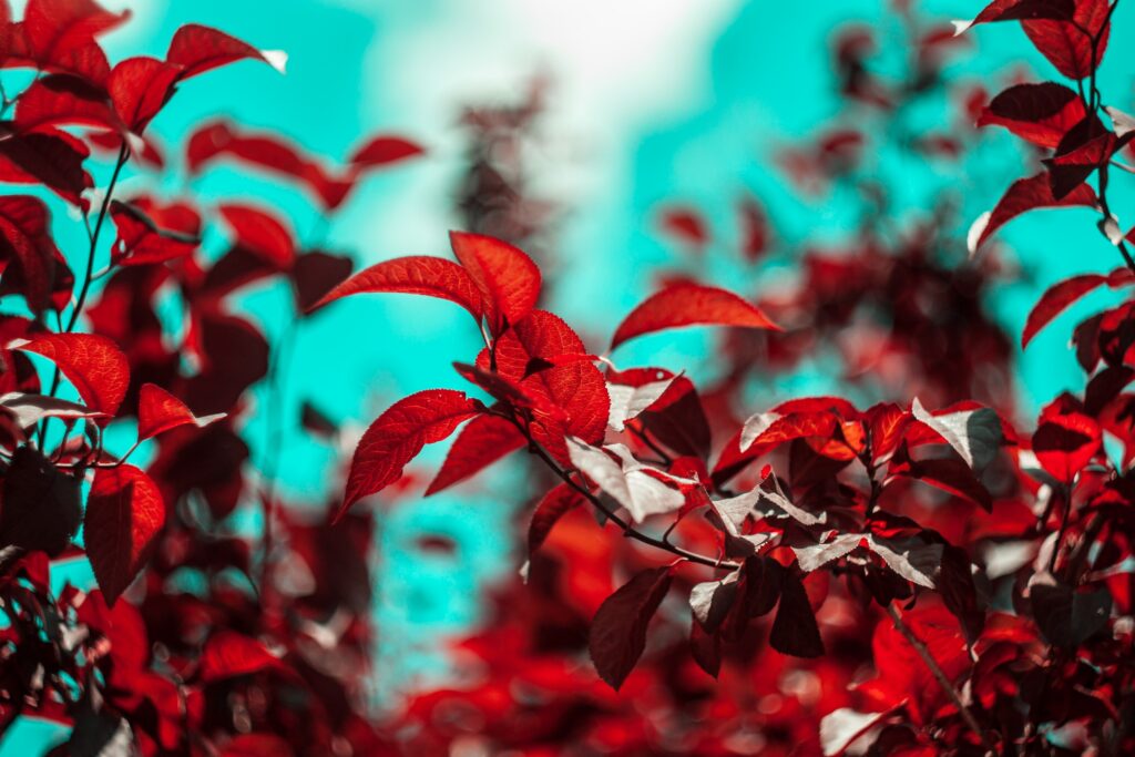 Vibrant Wallpaper: Red Leaves & Turquoise Sky Contrast Background