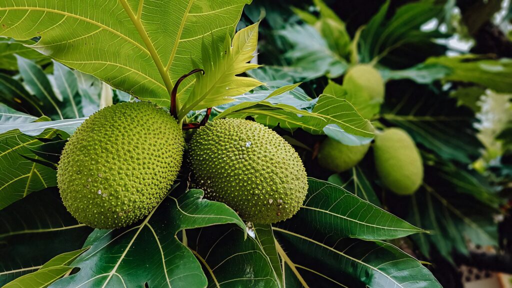 Two fresh breadfruit bundles on lush green tree with spiky textures tropical nature background Wallpaper