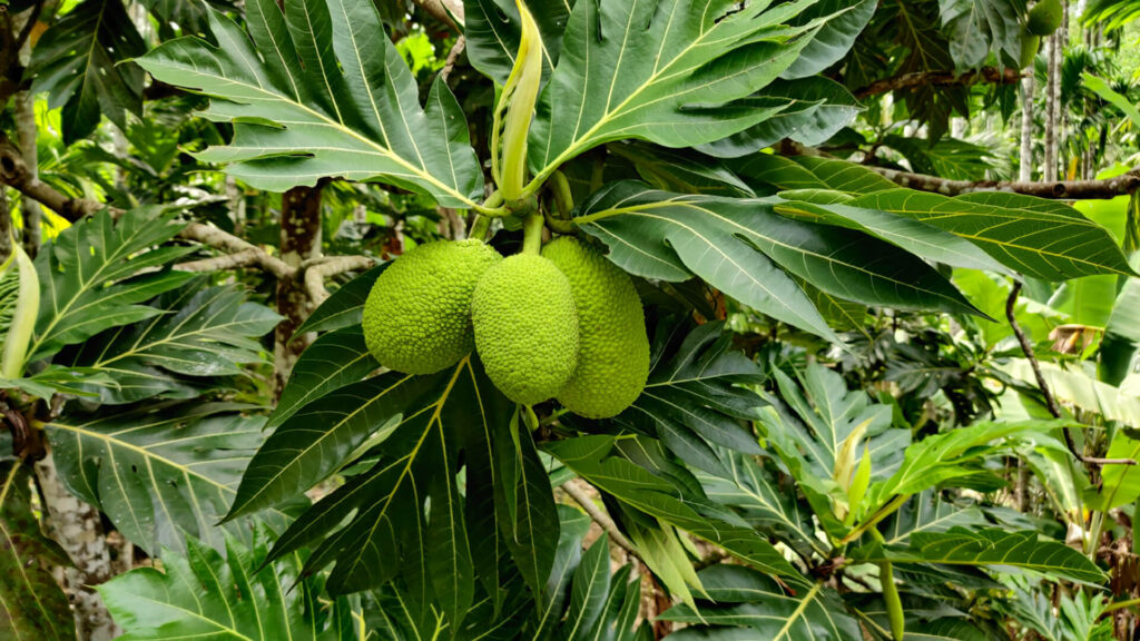 Bundle of healthy breadfruit on green branches with tropical foliage vibrant food wallpaper background