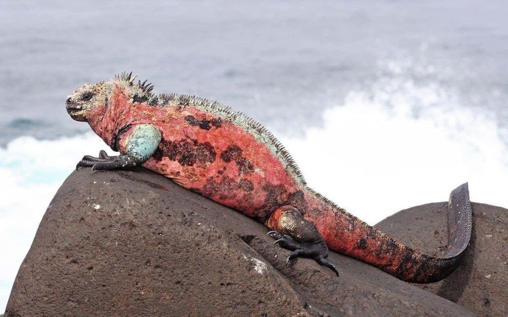 Vibrant breeding male Marine Iguana on volcanic rocks by ocean waves nature wallpaper background