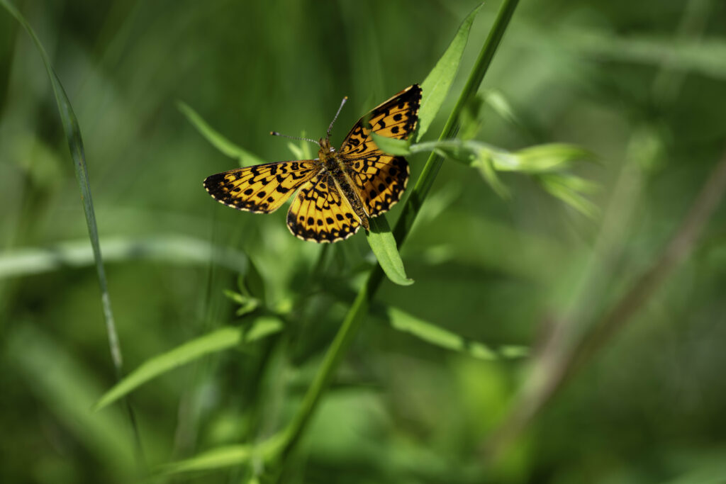 Vibrant Brenthis Ino Butterfly Macro Wallpaper on Green Leaves
