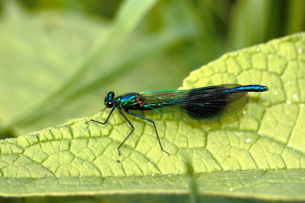 Vibrant Broadwing Damselfly on Textured Green Leaf - Stunning Wallpaper
