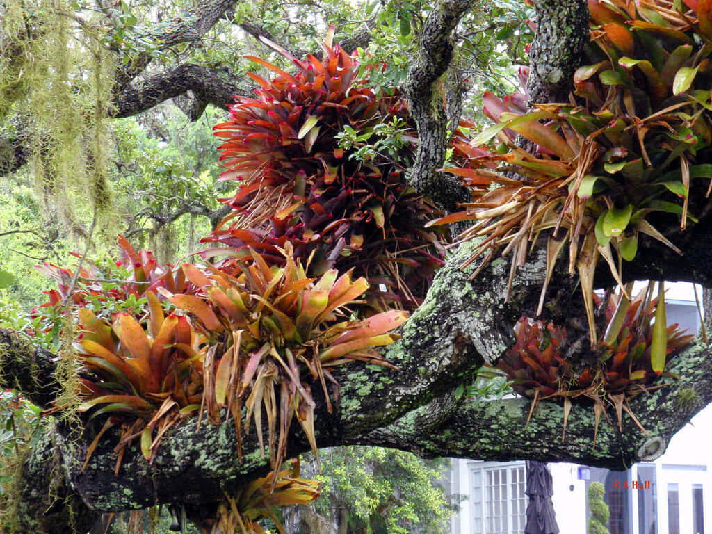 Vibrant Bromeliads on Tree Branches: A Lively Natural Wallpaper