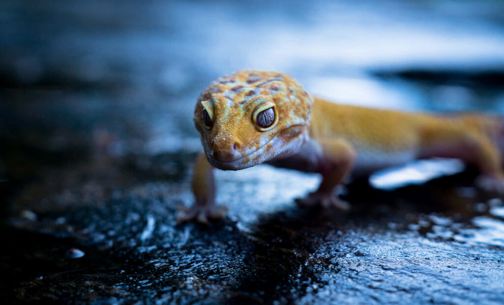Close-Up of a Vibrant Brown Lizard on Reflective Wet Surface Wallpaper