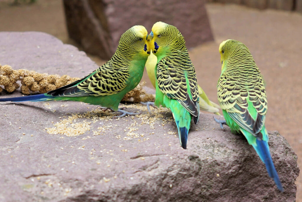 Vibrant Budgerigar Birds on Rock: Nature's Colorful Display Wallpaper