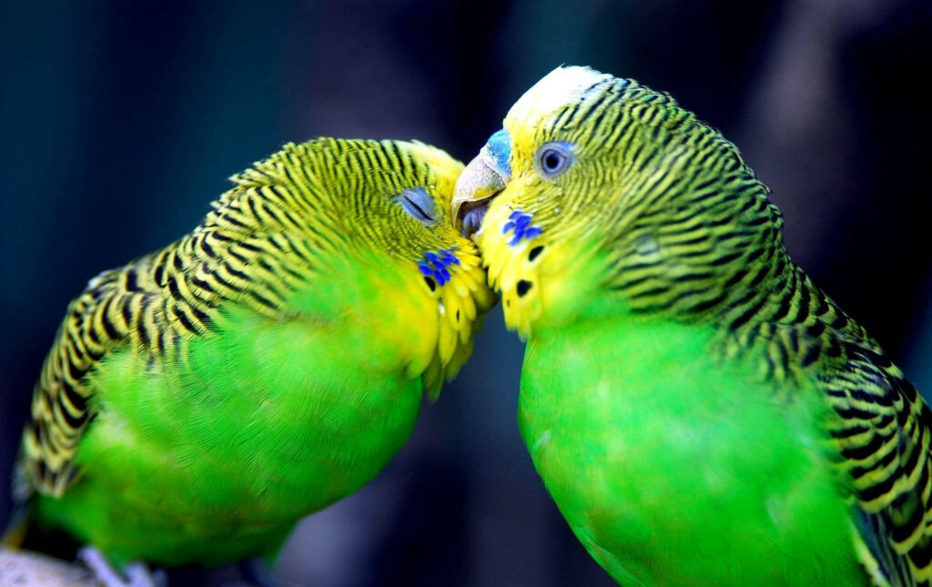 Vibrant Budgerigar Parrots with Bright Green Plumage Close-Up Wallpaper