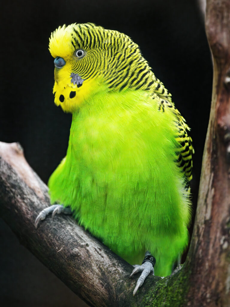Vibrant Budgerigar Wallpaper: Stunning Green Parrot Amidst Dark Background