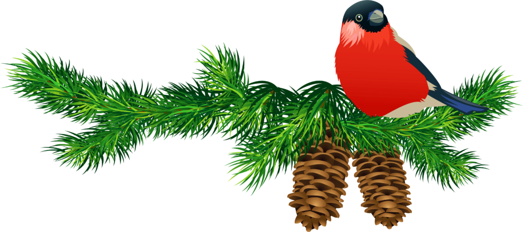 Vibrant Bullfinch on Pine Branch - Serene Nature Wallpaper