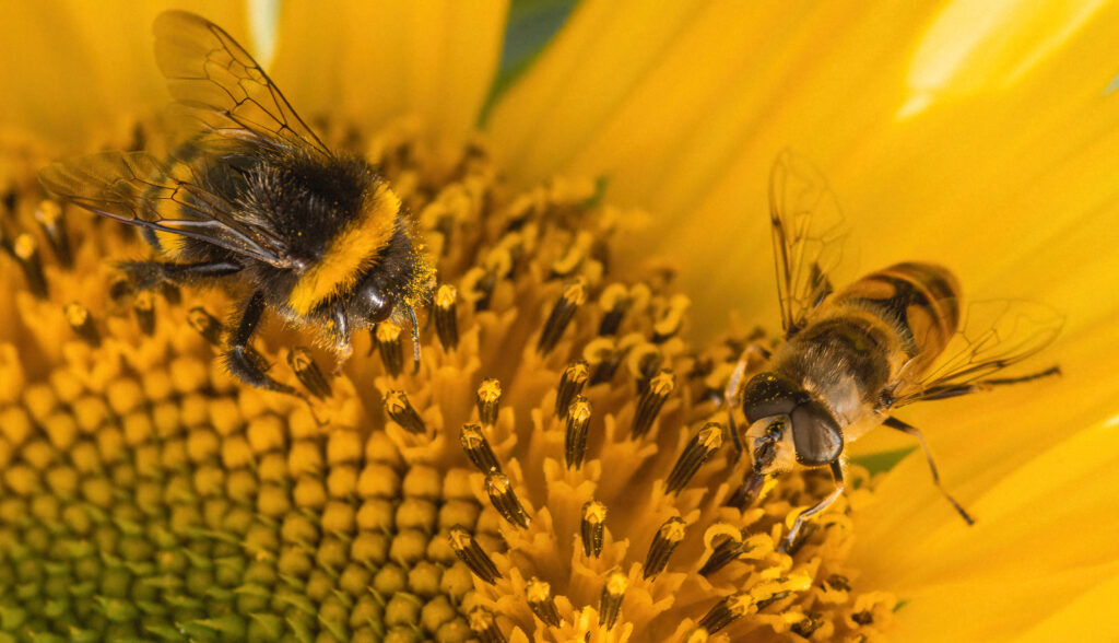 Stunning Macro Shot: Bumblebee & Insect on Vibrant Sunflower Wallpaper