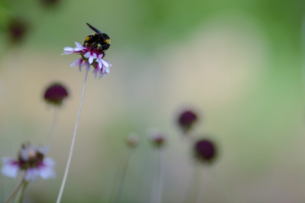 Vibrant Bumblebee Macro on Flower - Soft Greenery Wallpaper