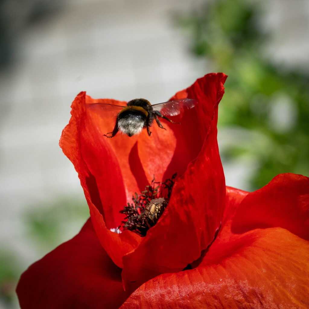 Stunning Macro of Bumblebee in Flight Near Red Flower - Wallpaper