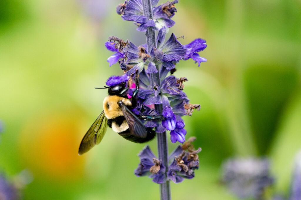 Vibrant Bumblebee Macro on Purple Flower – Colorful Wallpaper Background
