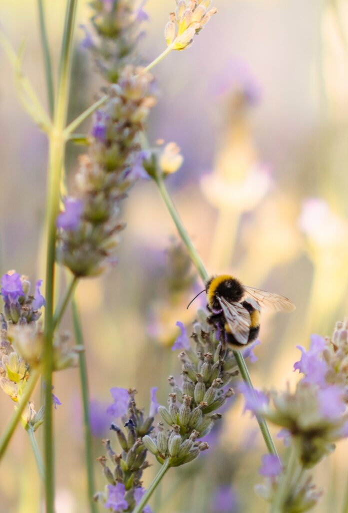 Macro Bumblebee on Flower: Serene Nature Wallpaper