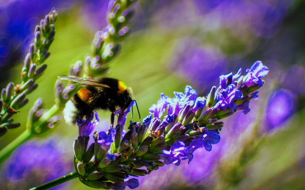 Vibrant Bumblebee Macro Wallpaper on Lavender Flowers