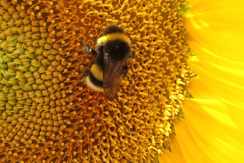 Vibrant Bumblebee on Yellow Sunflower - Macro Wallpaper Background