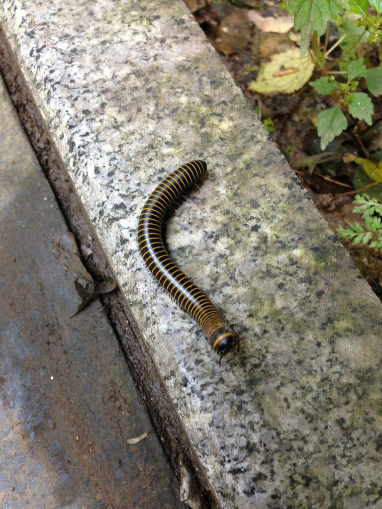Bumblebee Millipede on Textured Pavement with Lush Green Foliage Wallpaper